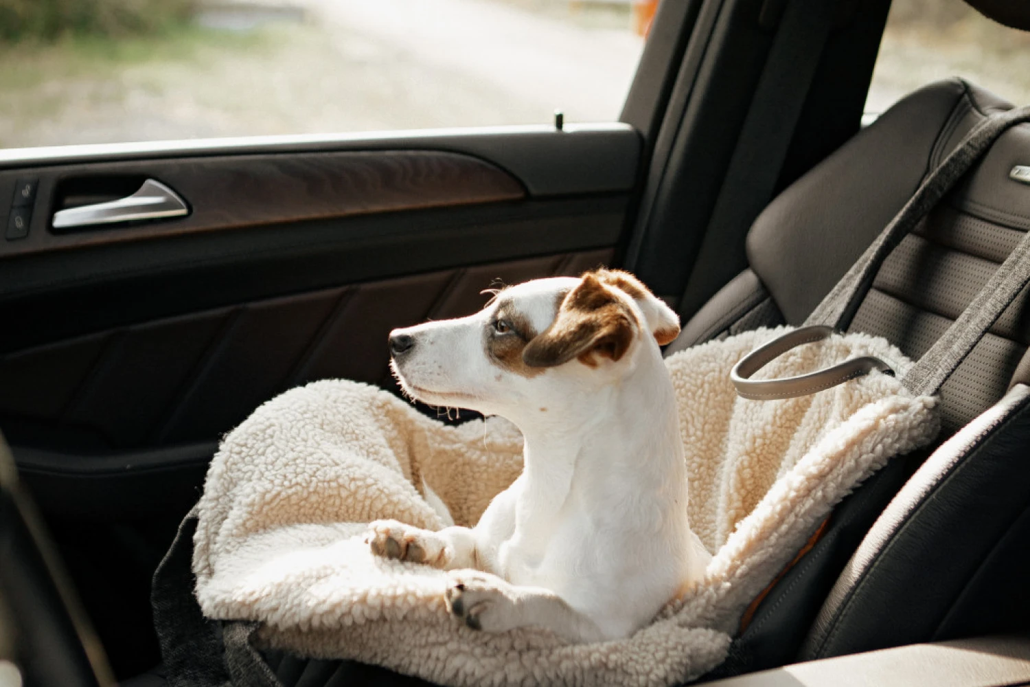 Nissan Frontier Dog Carrier Car Seat for Wire Fox Terrier